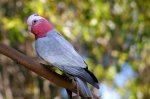 Galah.JPG